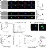 FOXP3 Antibody in Flow Cytometry (Flow)