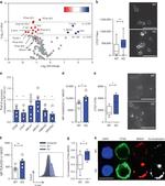 MHC Class II (I-A/I-E) Antibody in Flow Cytometry (Flow)