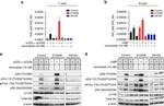 IgM Antibody in T-Cell Activation (TCA)