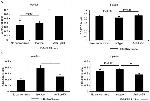 CD3e Antibody