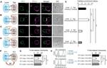 CD279 (PD-1) Antibody in Flow Cytometry (Flow)