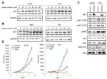 ERK1/ERK2 Antibody in Western Blot (WB)