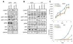 ERK1/ERK2 Antibody in Western Blot (WB)