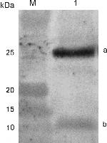 DYKDDDDK Tag Antibody in Western Blot (WB)