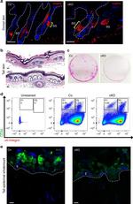 CD34 Antibody in Flow Cytometry (Flow)