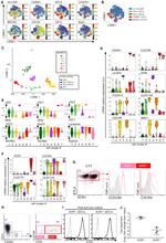 HLA-DR Antibody in Flow Cytometry (Flow)