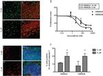 PMEL Antibody in Immunohistochemistry (IHC)