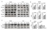 ERK1/2 Antibody in Western Blot (WB)