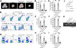 CD8a Antibody in Flow Cytometry (Flow)