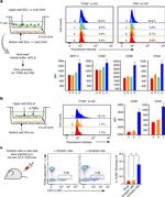 CD80 (B7-1) Antibody in Flow Cytometry (Flow)