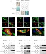 DYKDDDDK Tag Antibody in Immunoprecipitation (IP)