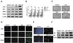 PERK Antibody in Western Blot (WB)