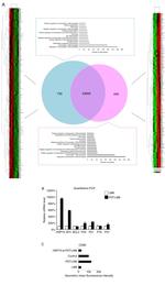 CD86 (B7-2) Antibody in Flow Cytometry (Flow)