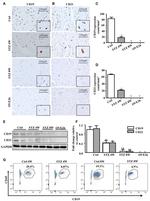 CD19 Antibody in Flow Cytometry (Flow)