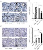 CD31 (PECAM-1) Antibody in Immunohistochemistry, Immunohistochemistry (Paraffin) (IHC, IHC (P))