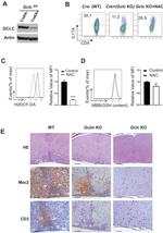 IL-17A Antibody in Flow Cytometry (Flow)