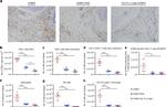 NK1.1 Antibody in Flow Cytometry (Flow)