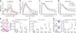 CD4 Antibody in Flow Cytometry (Flow)