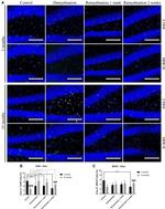 MHC Class II (I-A/I-E) Antibody in Immunohistochemistry (IHC)