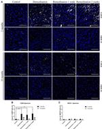 MHC Class II (I-A/I-E) Antibody in Immunohistochemistry (IHC)