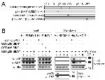 GST Tag Antibody in Western Blot (WB)