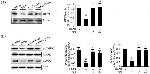 Phospho-AMPK alpha-1,2 (Thr183, Thr172) Antibody in Western Blot (WB)