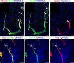 Neural/Glial Antigen 2 (NG2) Antibody in Immunocytochemistry (ICC/IF)