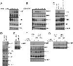 Phospho-c-Met (Ser985) Antibody