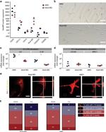 CD45 Antibody in Flow Cytometry (Flow)