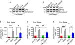 VCP Antibody in Western Blot (WB)