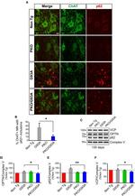 VCP Antibody in Western Blot (WB)