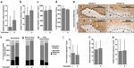 CD4 Antibody in Immunohistochemistry (Paraffin) (IHC (P))