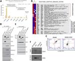 CD81 Antibody in Flow Cytometry (Flow)