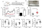 CD8a Antibody in Flow Cytometry (Flow)