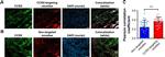 CCR2 Antibody in Immunocytochemistry, Immunohistochemistry (ICC/IF, IHC)