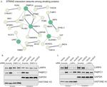 LARP4 Antibody