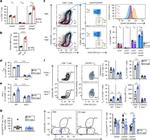 CD62L (L-Selectin) Antibody in Flow Cytometry (Flow)