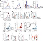 CD62L (L-Selectin) Antibody in Flow Cytometry (Flow)