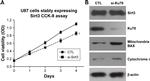 Ku70 Antibody