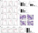 CD45.1 Antibody in Flow Cytometry (Flow)