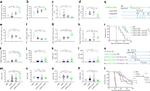 CD8a Antibody in Flow Cytometry (Flow)