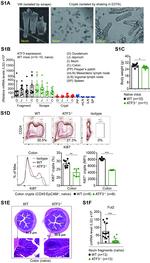 Ki-67 Antibody in Flow Cytometry (Flow)