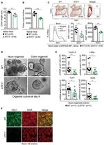 Ki-67 Antibody in Flow Cytometry (Flow)