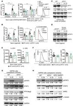 Phospho-STAT3 (Tyr705) Antibody in Flow Cytometry (Flow)