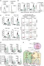 Phospho-STAT3 (Tyr705) Antibody in Flow Cytometry (Flow)