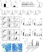 CD34 Antibody in Flow Cytometry (Flow)