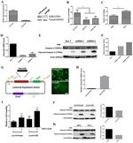 alpha Tubulin Antibody in Western Blot (WB)