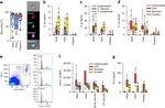 CD14 Antibody in Flow Cytometry (Flow)