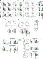 Perforin Antibody in Flow Cytometry (Flow)