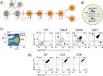 CD4 Antibody in Flow Cytometry (Flow)